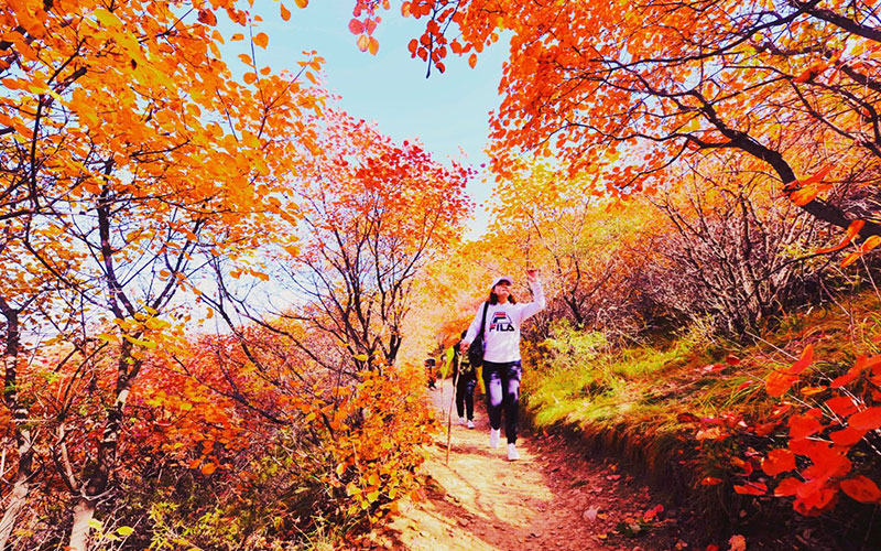 尊龙凯时-人生就是博佛照山秋季漫山红叶，供游客免费观赏
